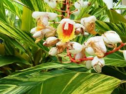 Ginger Plant