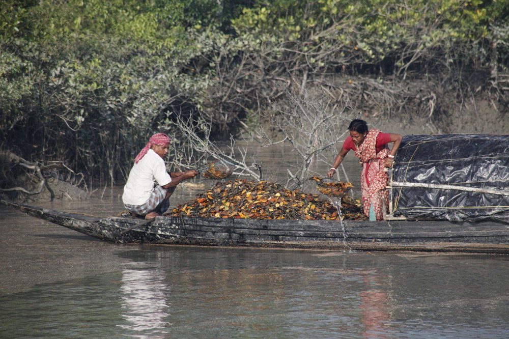 Sundarbans