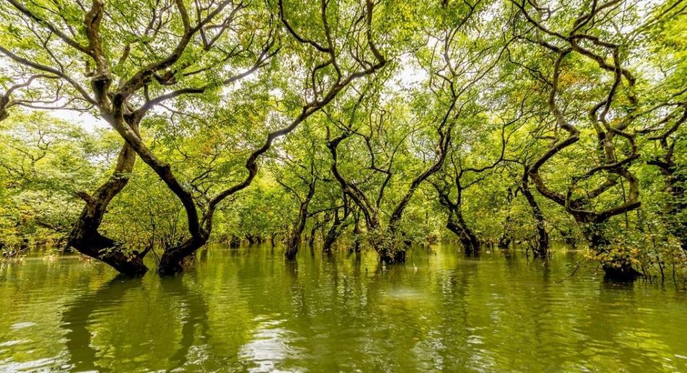 Ratargul Swamp Forest