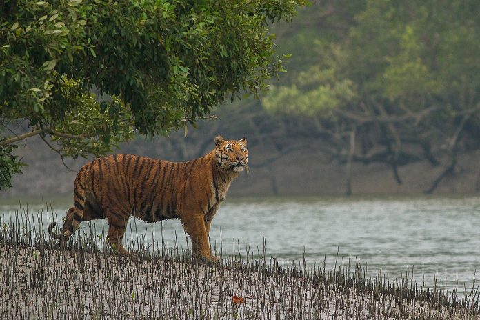Sundarbans Royal Bengal Tiger