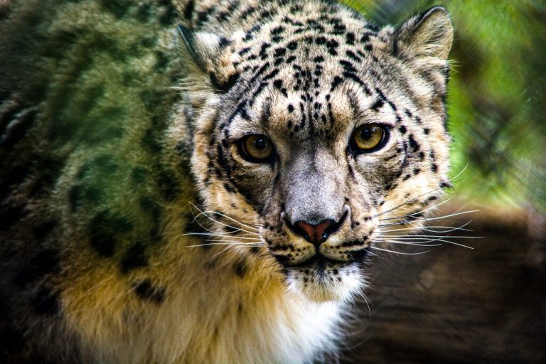 Three Snow Leopards Test Positive for Coronavirus