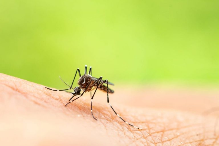 Mosquito Killer Importance – Safe for Humans