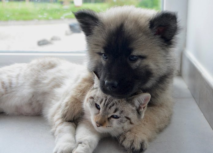 Diabetes in dogs and cats