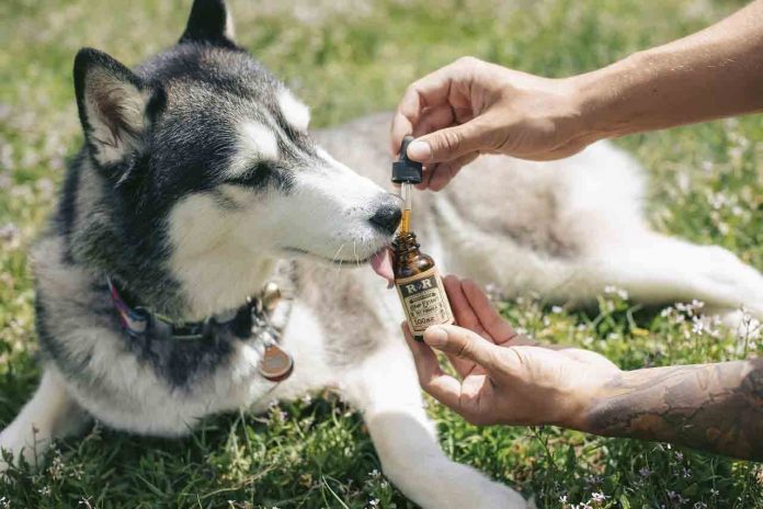 CBD Oil For Pets