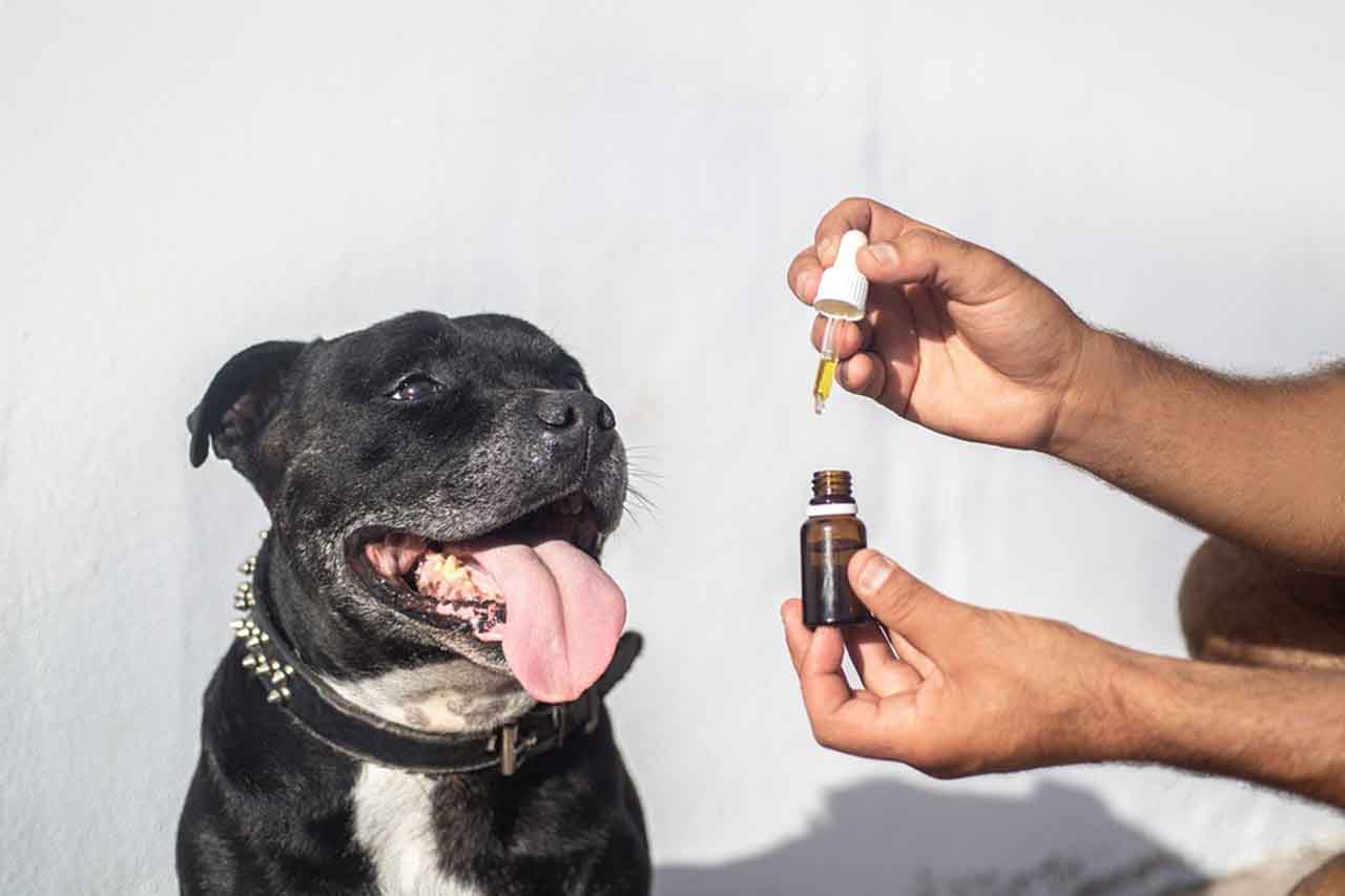 Cannabidiol Oil for dog