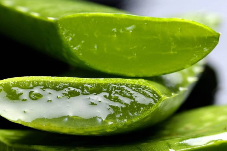 How to Choose the Best Aloe Vera Gel for Your Skin in 2022?