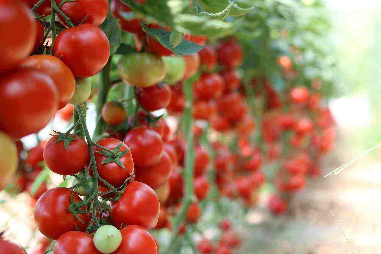 Tomatoes