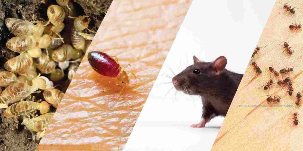 Pest Management
