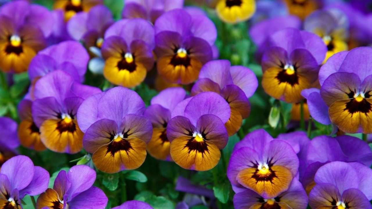 Beautiful Winter Flowers in India