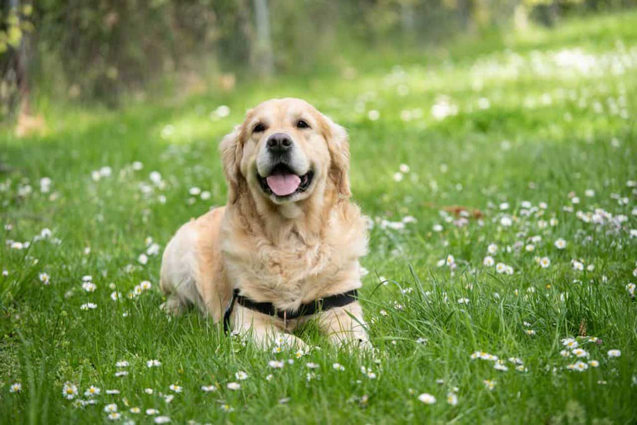 happy dog