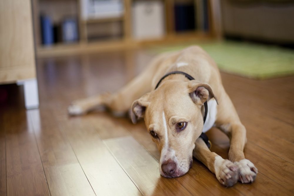 Food Poisoning In Your Dog