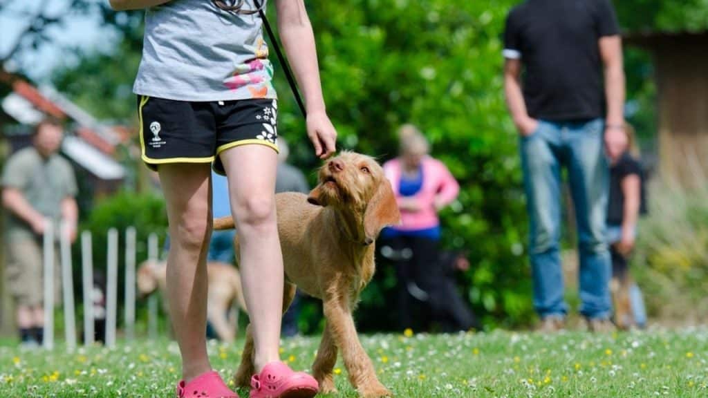 Obedience Training for Dog