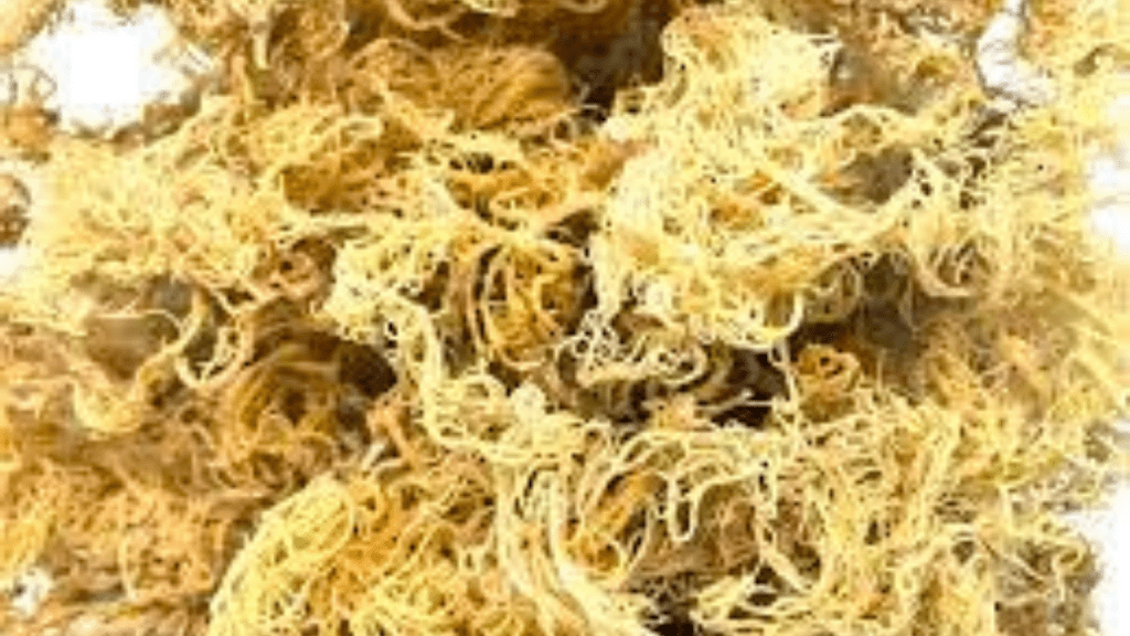 Sea Moss Wholesale