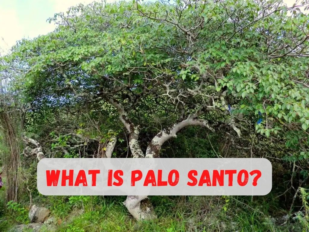 What is Palo Santo?