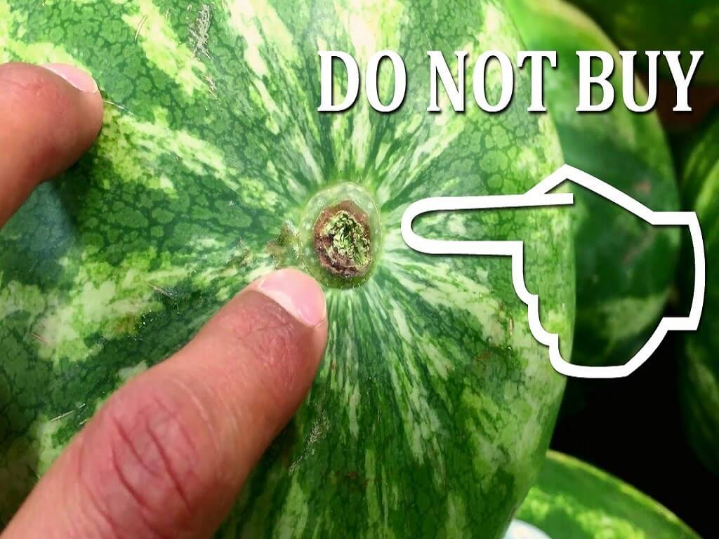 4 Features that Help Pick a Good Watermelon