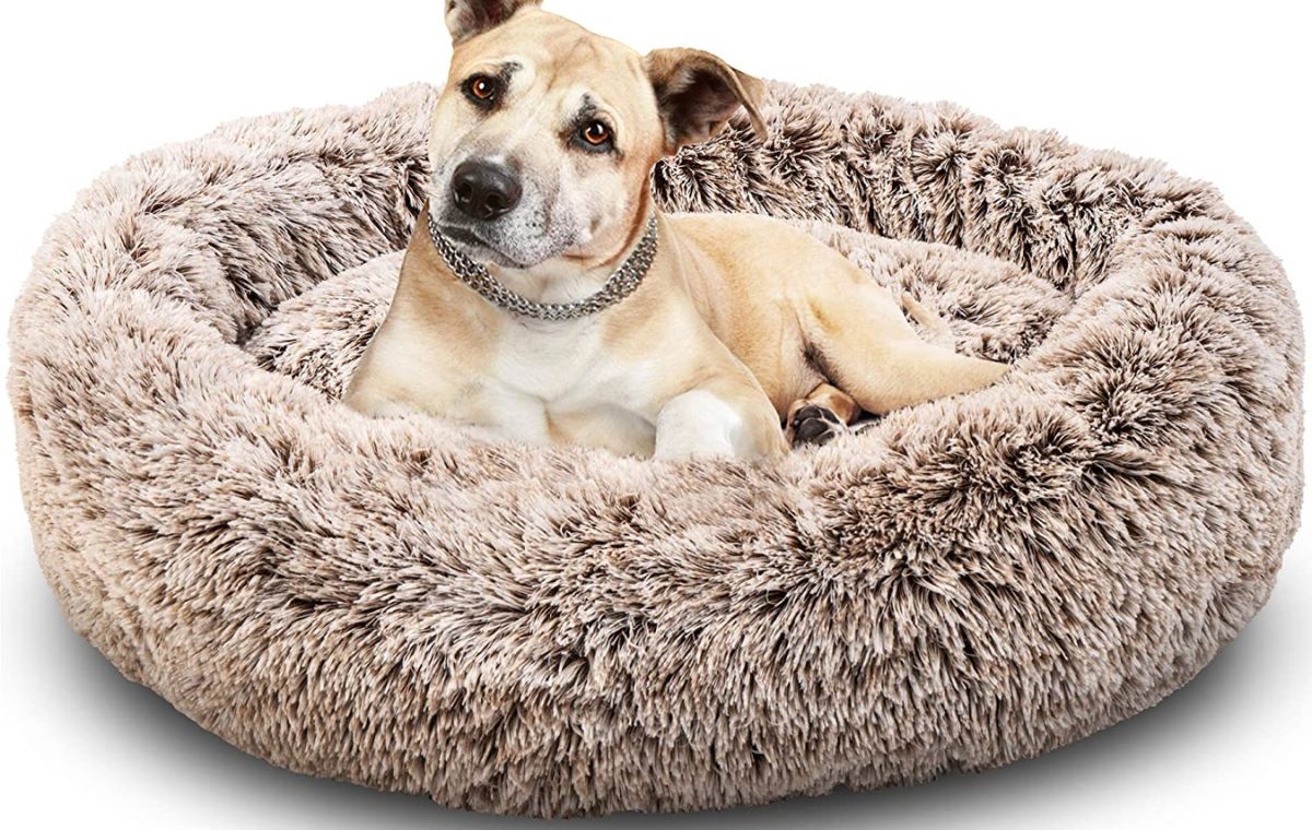 Calming Dog Beds for Better Health