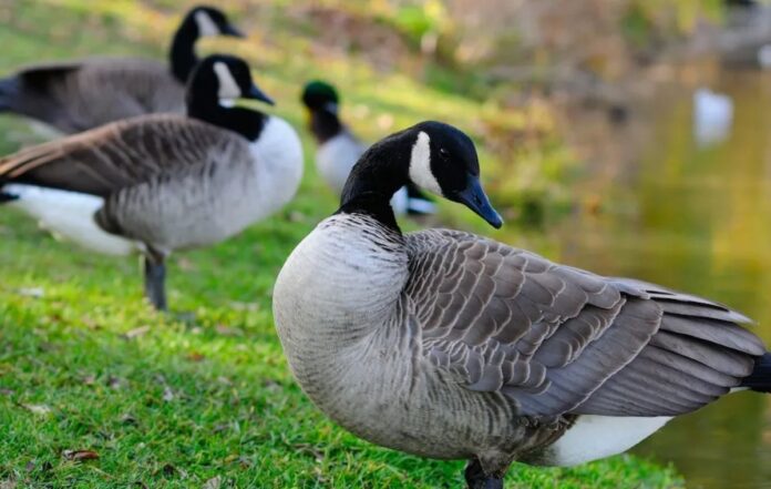 How do you keep wild geese away?