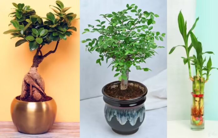 7 Lucky Plants That May Bring Good Fortune To Your Space