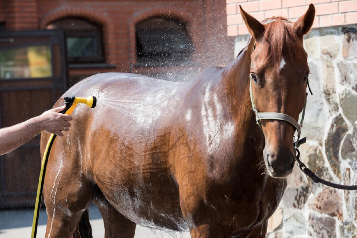 Find Best Shampoo for Horse