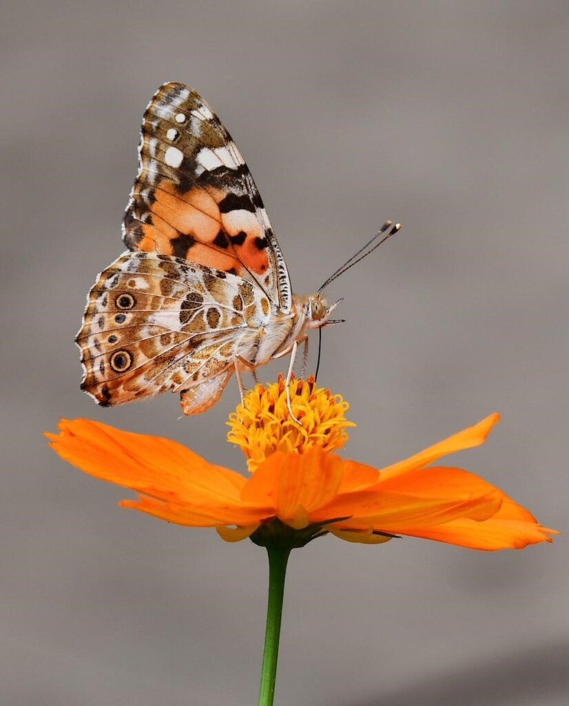 How to shoot butterflies