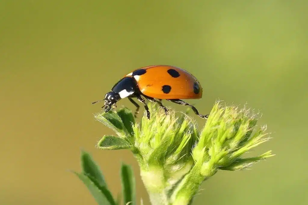 Photograph Insects