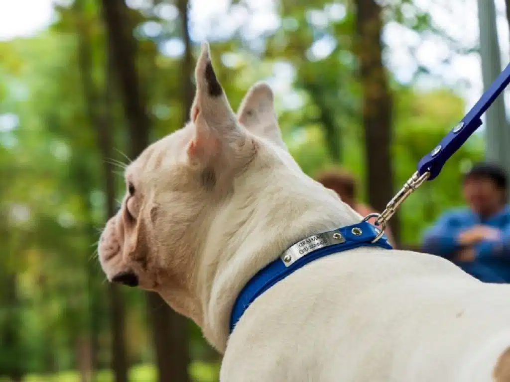 Why do you need a collar