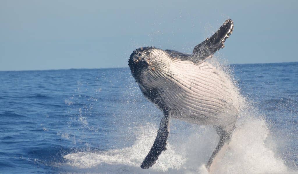 Australia Whale Watching Near Me | Editorialge