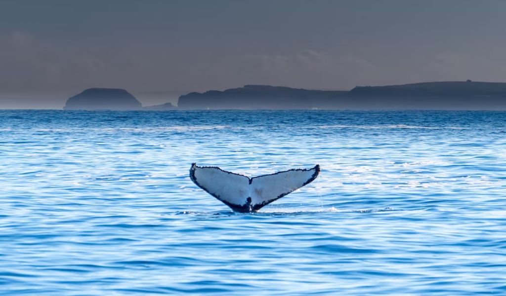 Australia Whale Watching