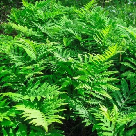 How to care for your native ferns