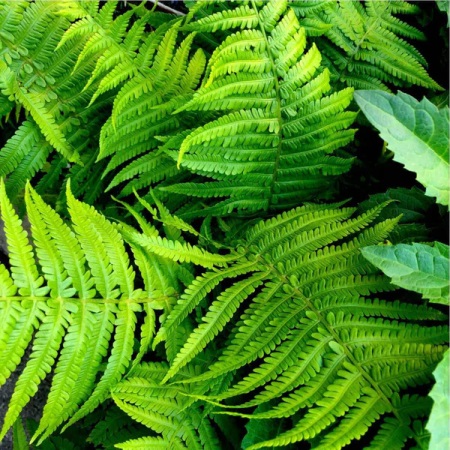 How to choose suitable native ferns 