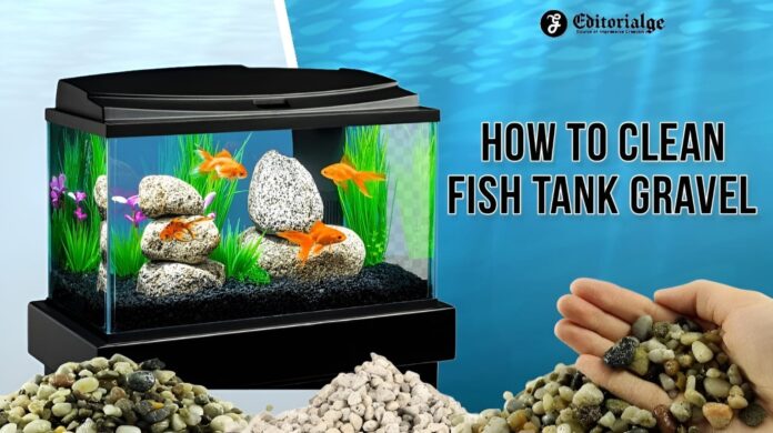How to clean fish tank gravel