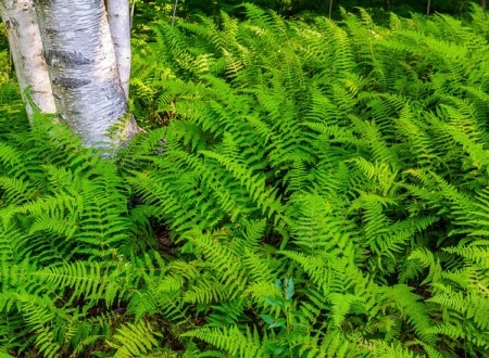 Suitable native ferns 