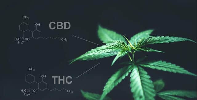 cbd thc structure