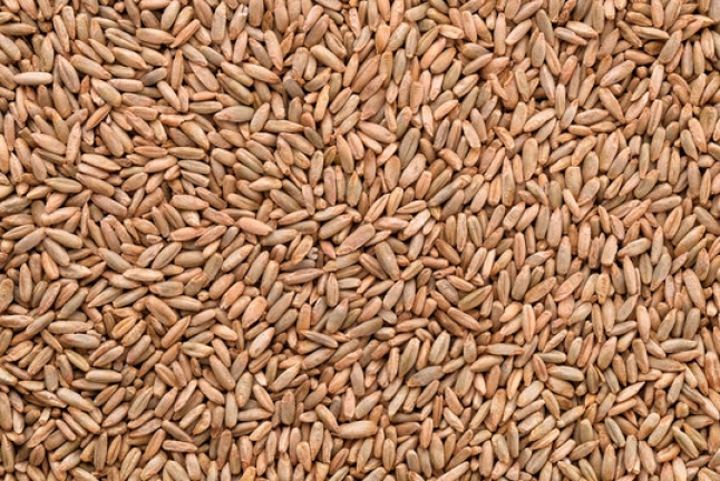 natural rye grains