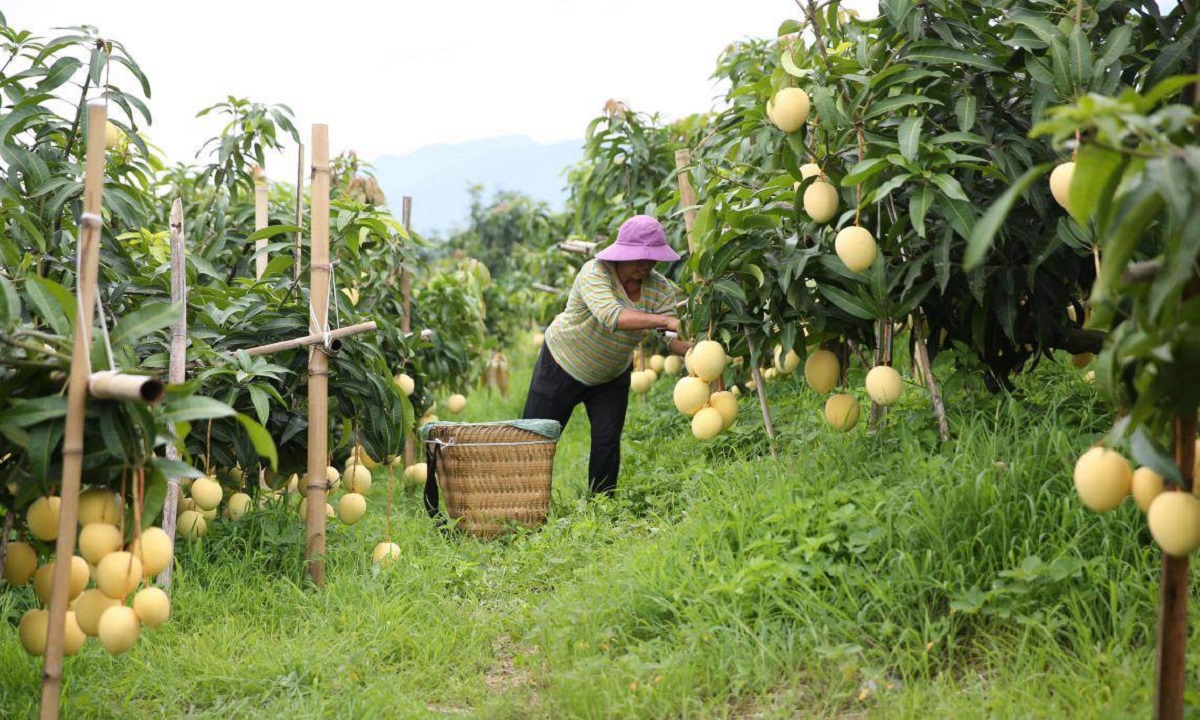 Mango Producing Countries