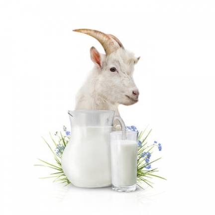 goat milk