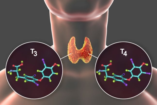 T3 and T4 hormones