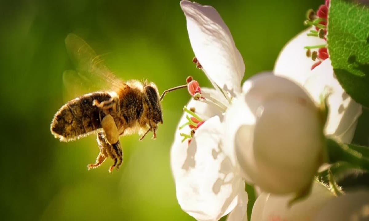 10 surprising things about bees on World Bee Day