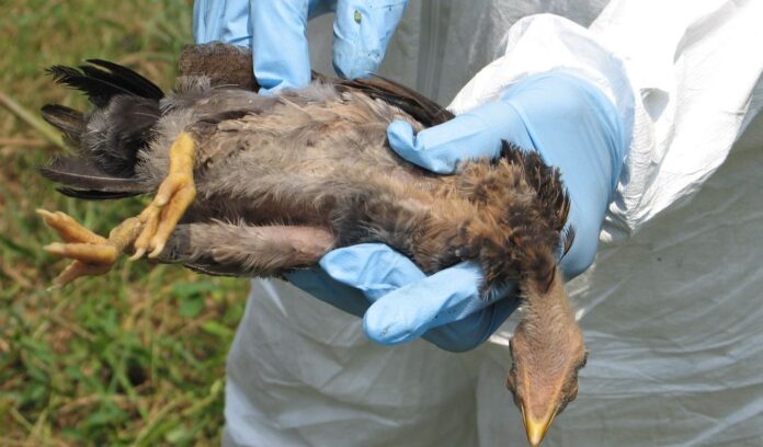 Bird Flu in UK