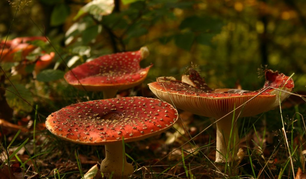 Antidote Discovered For Deadliest Mushroom