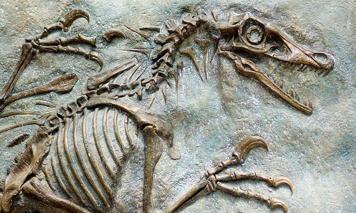 How Fossils Shape Our Understanding of Evolution