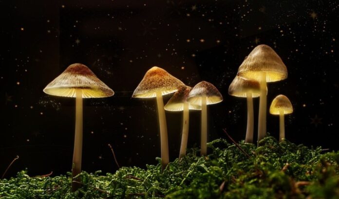 Magic Mushroom Cures Colour Blindness