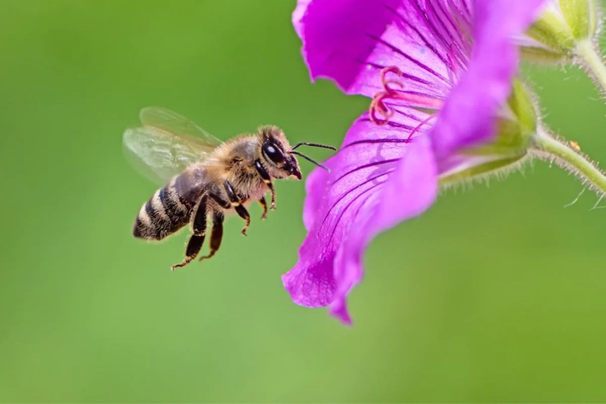 Surprising Things About Bees