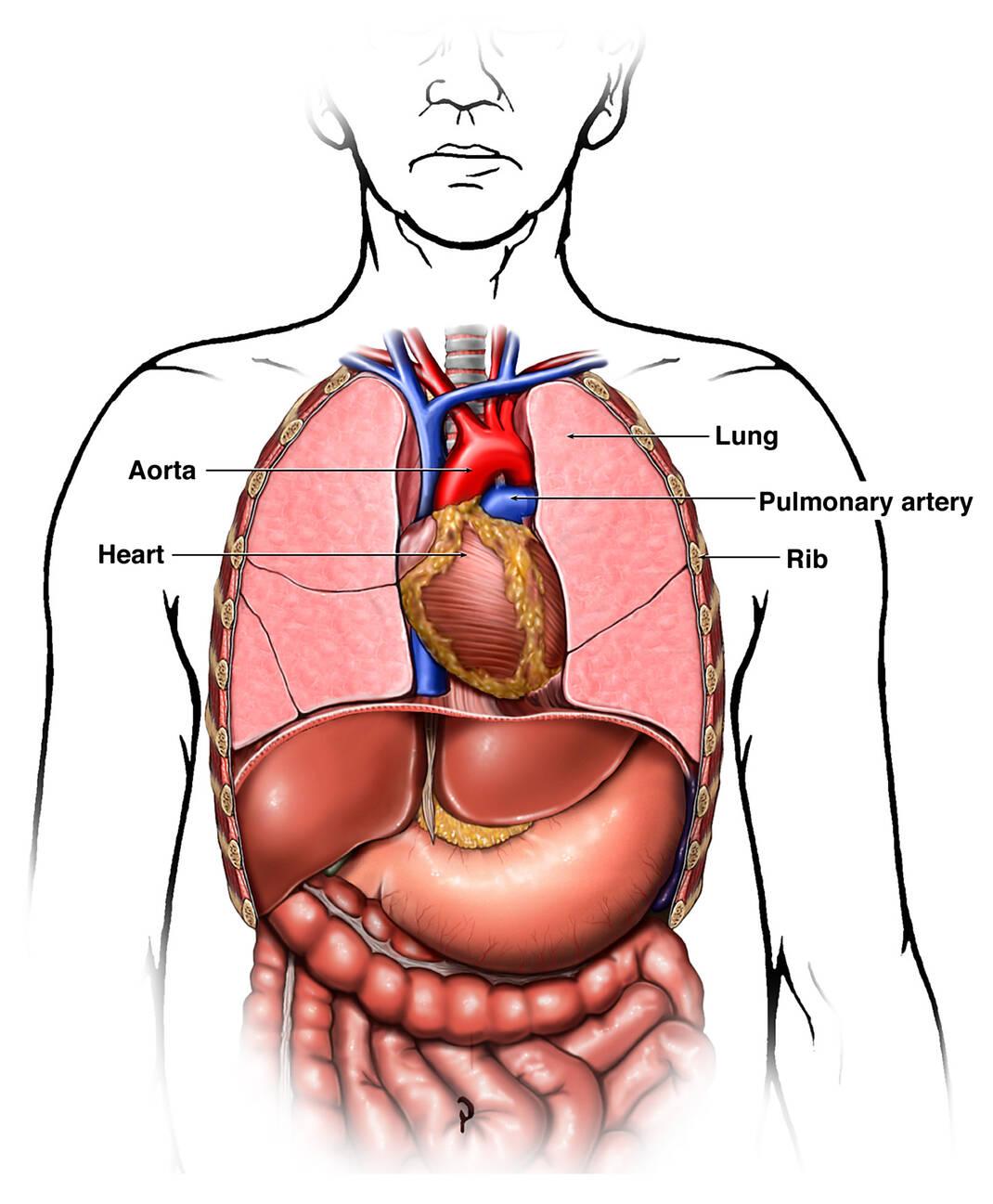 anatomy of the chest
