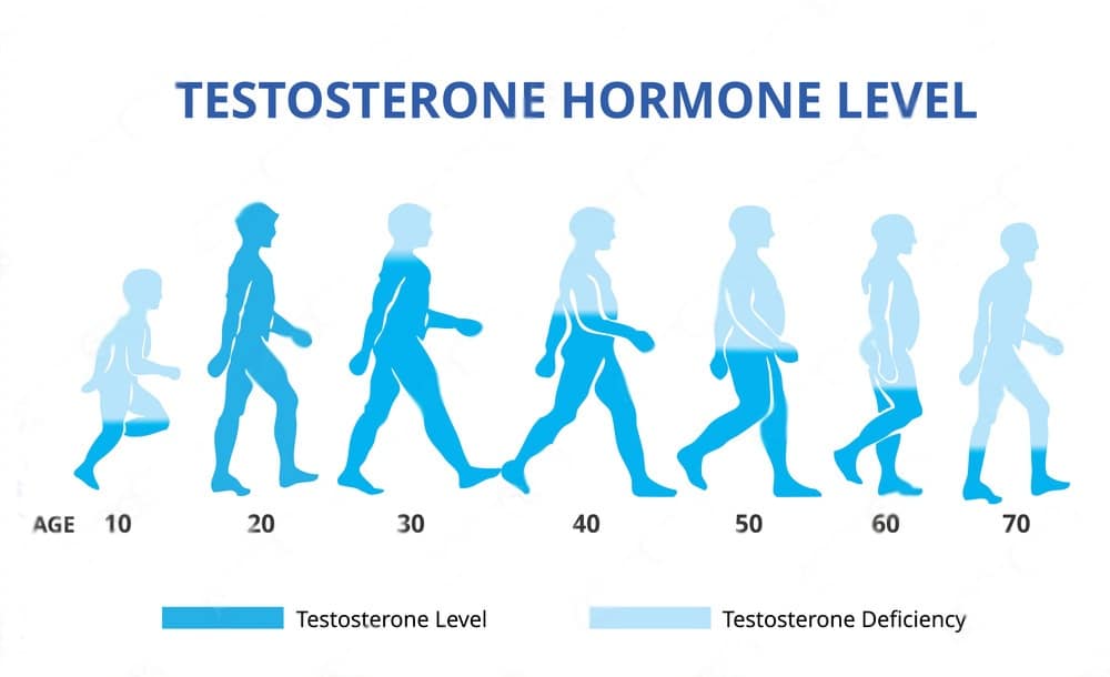 testosterone hormone level