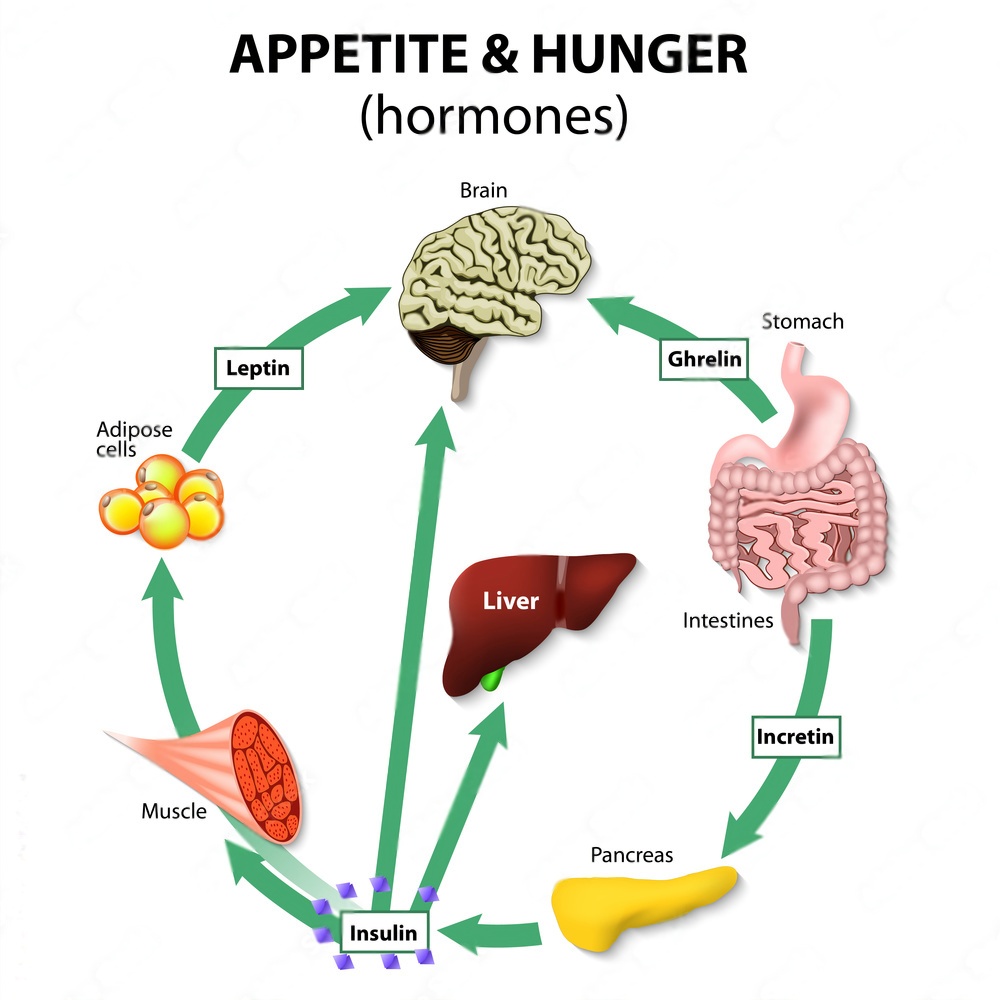 appetite and hunger