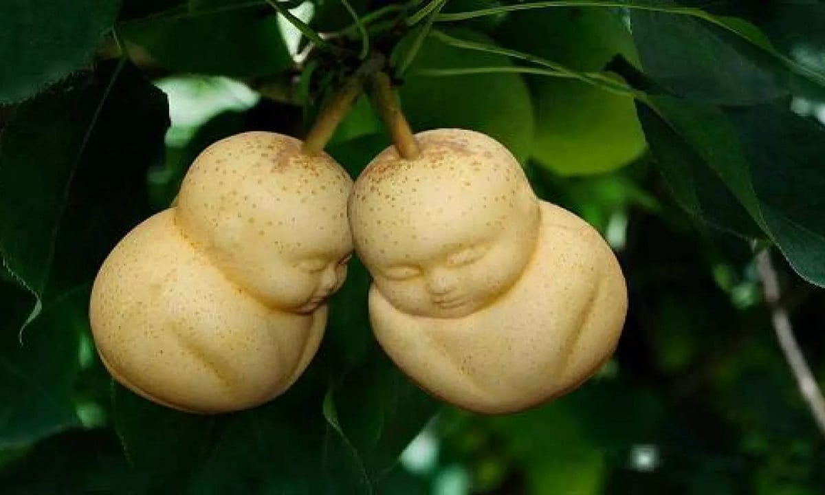 Buddha Shaped Pear