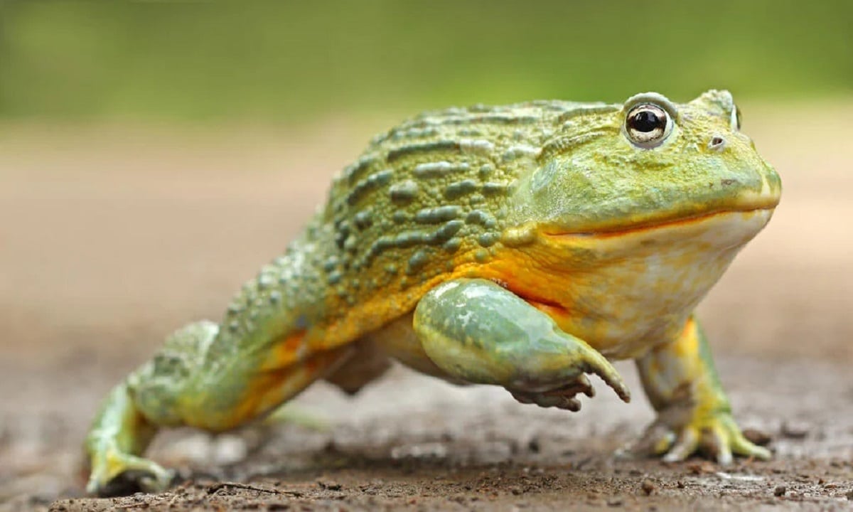 Bullfrog