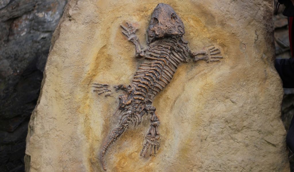 Devon Fossils Reveal