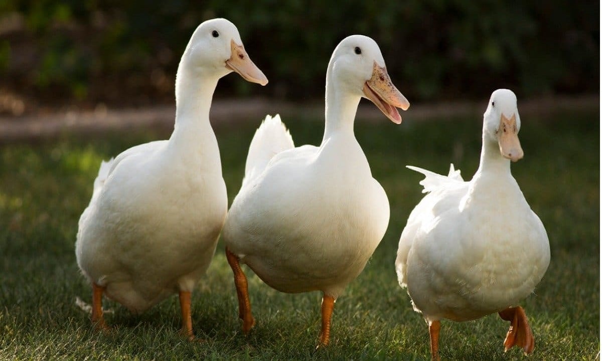 Ducks